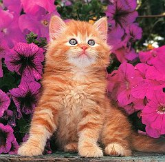 Gatti (4)